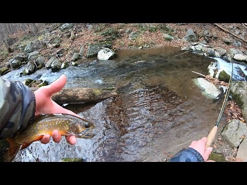 Fly Fishing Virginia Mountain Stream For Appalachian Native Brook Trout! (Halloween Trout Fishing!)