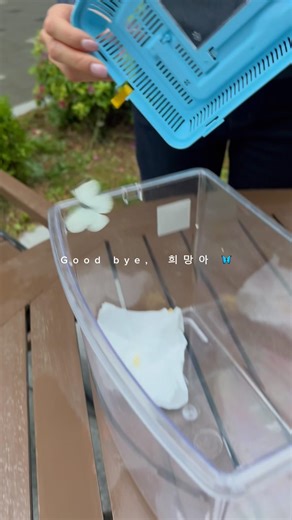 배추 흰나비 날려보내기 🦋 나비 언박싱 🤍 (feat.3학년 2반 7번 애벌레 🐛)