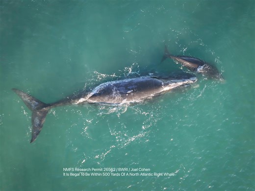 Florida sees record birthing season of North Atlantic right whales