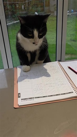 TUXEDO TxxT Cat .... aka .MITZY MOO .🐈‍⬛️......the life of a cat #cat #tuxedocat #naughtycat #pets #funnypets