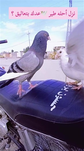 ‏نزل أحله طير عدك بتعاليق ؟