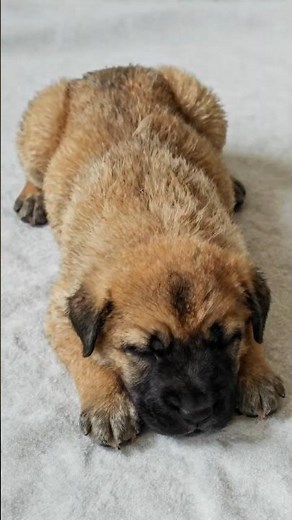Leonberger Evolution: From Fluffy Pup to Giant Lion Dog! 🦁🐾