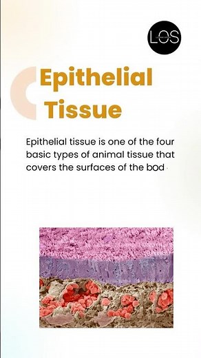 Epithelial Tissue Class 9 Biology - Tissues