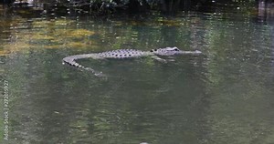Florida Everglades Alligator swim in swamp river. Everglade National Park southern Florida. Wetland ecosystem. Subtropical climate, landscape, nature, plants and animals. Environmental.