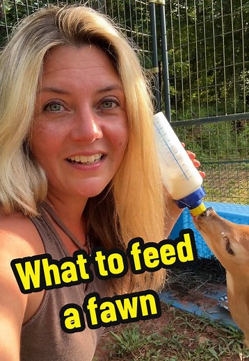 Educational purposes - what do we feed our fawns? #fawns #bottlefeeding #farmlife #ranching #animalrescue #wildliferescue #deer #babydeer #animalcare #fawncare
