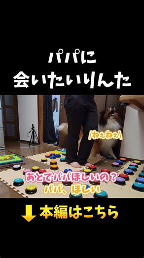 パパに会いたいりんた【会話ボタンでしゃべる犬】 #shorts #犬