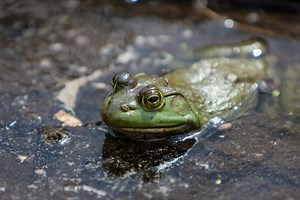 The clever adaptations that help frogs endure icy ponds all winter long