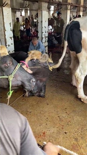 Buffalo Processing Skills | Traditional Meat Preparation #Shorts #buffalo #meatmarket #animalshorts