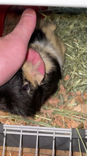 Daisy getting the ear wiggles