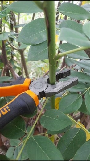 easy cutting tree branch/Agri