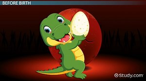 Life Cycle of a Crocodile: Lesson for Kids - Video | Study.com