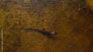 soft shell turtle accidentally approaches alligator and decides to leave