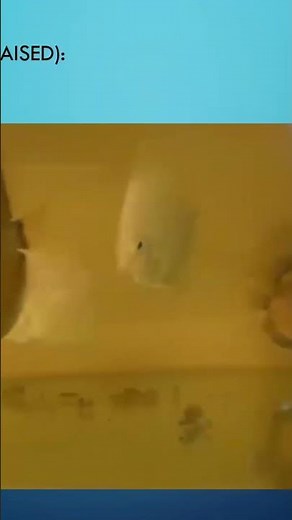 Sick Discus fish. See link complete video. #fishdisease #discusfish