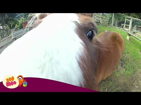 Eye Spy | ZooMoo | Mini Games for Kids