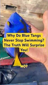 Why Do Blue Tangs Never Stop Swimming? The Truth Will Surprise You!