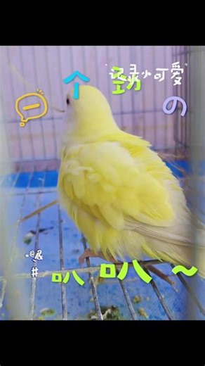 ✨救命！这只小黄鸟也太会卖萌了吧～😱圆滚滚的背影像颗小柠檬，是偷偷下凡的快乐精灵吗？🥹#动物界的萌宝宝 #动物界的萌娃