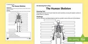 The Human Skeleton Worksheet