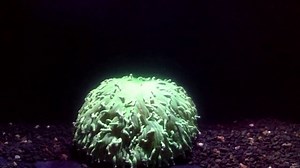 Eerie Time-Lapse Footage Shows Exactly How Coral Self-Destructs