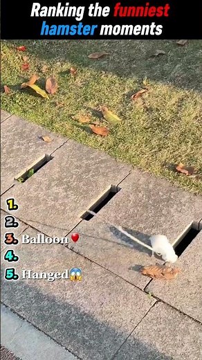 5 Funniest Hamsters Video😂 Ranking the funniest hamster moments.