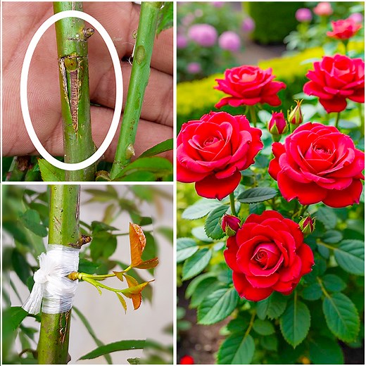 How to grow rose plant by grafting || 100% successful idea for home gardening | DIY IndoorGarden