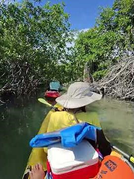 See What I Sea ⚓️ Kayaking tour through the Mangroves