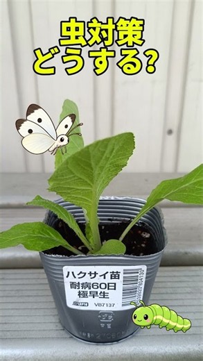 白菜・キャベツの虫対策、どうする？ #家庭菜園