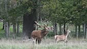 Cerf rouge cerf montant béquipe / femelle en chaleur dans la forêt...