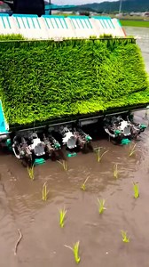Amazing rice planting 😱😱 #reels #video #viral | no limit rells