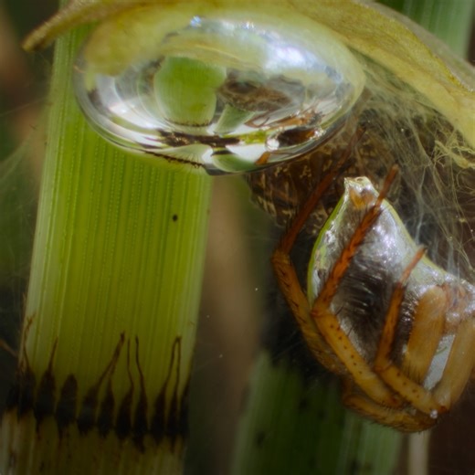 164K views · 2.8K reactions | Who needs scuba gear when you've got spiderwebs? ️ Inspired by Pixar's A Bug's Life and narrated by Awkwafina, #ARealBugsLife is now streaming on Disney+! | National Geographic Animals | Facebook