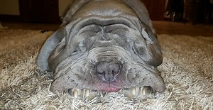 1.2K views · 621 reactions | TOAD making sure his feet stay warm. | TOAD | Facebook