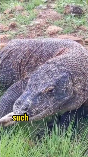 Digestion Process in Komodo Dragons #komodo #video #shorts #animals