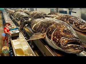 How Millions of Giant Salmon Are Harvested and Processed – Salmon Processing in a Fish Factory