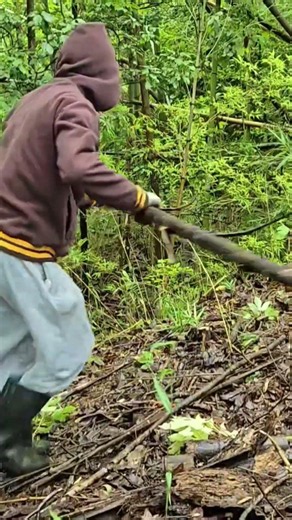 京都嵐山みたいな竹林を作ろう835 岡山県玉野市天王池竹林の会#竹林整備#竹林#SDGs#竹#岡山県竹林#玉野市竹林#柴田よしろう市長新しい挑戦2