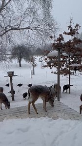 My friend, Amanda, sent this to me this morning! What a beautiful back yard😊 | Out-Back Wildlife Rehab Center