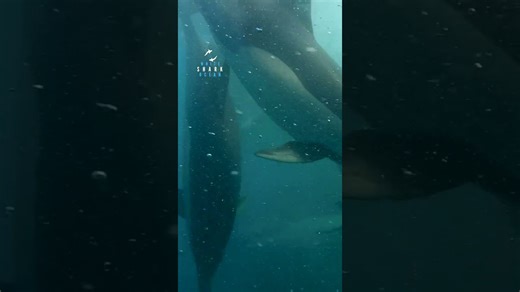 Sardine run, dolphins catching sardines