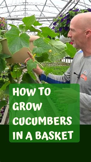 This is a great way to grow your cucumbers! We've grown cukes in hanging baskets for decades and it really is the way to do it. Try growing your cucumbers like this. Be sure to Like & Share! | Sharkey's Greenhouses