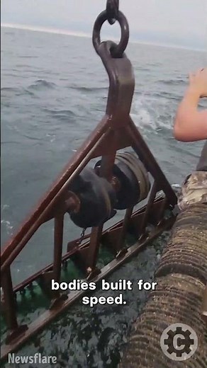 Incredible Footage - Fishermen Feed GIANT Atlantic Bluefin Tuna Off Nantucket 🐟