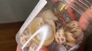 Watch Must Watch Before Buying! Sea Shells and Starfish on Amazon Live