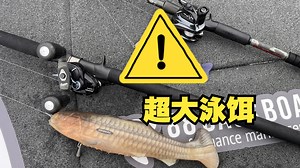 Signal 大型泳饵「初体验」