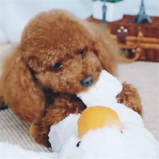 Soft Plush Duck Squeaky Chew Toy for Puppies & Small Dogs