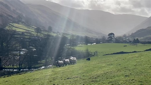 SASSY’S PROGRESS: We thought some of you might like to see how our Cathy’s new girl, Sassy (who she got a few months ago) is getting on with her training. Cathy says Sassy “has a beautiful natural style and ability, feels the sheep well, can hold a line, and keeps coming forward with good focus – all natural talents in her that appealed to me.” But she is still young (not 3 yet) and Cathy thinks she still needs to learn greater patience around sheep, and to listen better and stop better when she