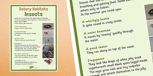 Canal Habitats Insects Display Poster