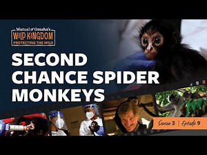 Second Chance Spider Monkeys