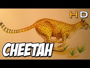 How to Draw a Cheetah with colored pencil Step by Step - Timelapse