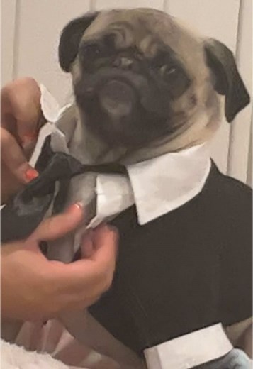 Throwback Halloween: Pug in Men in Black Costume