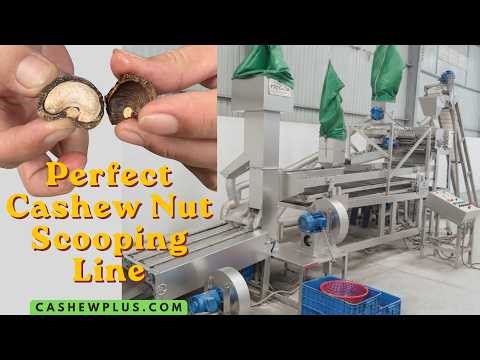 Cashew Scooping Machine Live Demo | Automatic Kernel Extraction | TTQ Co. Ltd. Vietnam
