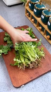 413K views · 3.3K reactions | Aprende a cultivar tus alimentos 塞 en tu propia huerta hidropónica en casa #huertaorgánica #hidroponialatinoamerica #hidroponia #huertourbano #huertoshidroponicos #hidroponía | Mundo Hidropónico | Facebook