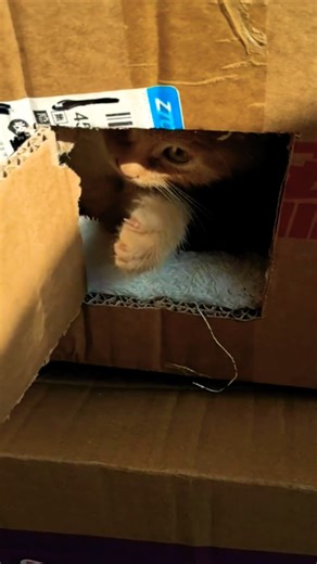 when the kitten wants personal space 😹#kitten #고양이