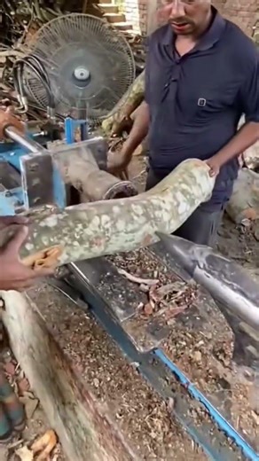 This is a log that is being split using a special tool