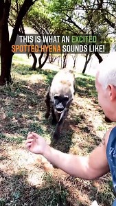 Excited Spotted Hyena With Dean Schneider 😲😱❤️ Credit:Dean Schneider Dean Schneider IG@dean.schneider © Copyright This Video Is only for entertainment,Promotional And Education purpose! This is not an offical page of dean its just a fanbase page. #deanschneider #excitingdays #hakunamipaka #amazingdays #deanschneiderhyena #deanschneiderplayingwithanimals #deanschneiderlivingwithhyenas #hyenas #wildhyenas #spottedhyenas #excitedhyenas #lovelyanimals #friendshipwithanimals #cuteanimals #manbondin